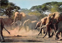 ANIMAUX - ELEPHANT - TROUPEAU D'ELEPHANTS - "FAUNE AFRICAINE" N°4061 - Éléphants