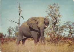 ANIMAUX - ELEPHANT - "WILD LIFE" - AFRIQUE DU SUD - Éléphants