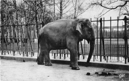 ANIMAUX - ELEPHANT - LYON, PARC DE LA TETE D'OR, L'ELEPHANT - Éléphants