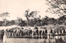 ANIMAUX - ELEPHANT - FAUNE AFRICAINE N°80 - TROUPEAU D'ELEPHANTS - Éléphants