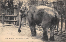 ANIMAUX - ELEPHANT - PARIS, JARDIN DES PLANTES - Éléphants