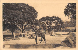 ANIMAUX - GIRAFE - PARIS, PARC ZOOLOGIQUE DU BOIS DE VINCENNES - LES GIRAFES - Jirafas