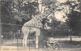 ANIMAUX - GIRAFE - PARIS, JARDIN DES PLANTES - LA GIRAFE - Jirafas