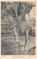 ANIMAUX - GIRAFE - BARINGO GIRAFFE - Jirafas