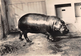 ANIMAUX - HIPPOPOTAME NAIN DU LIBERIA - PUBLICITE LABORATOIRES MONTREUIL - Hippopotames