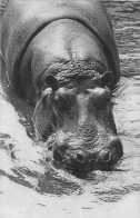 ANIMAUX - HIPPOPOTAME - PARIS, PARC ZOOLOGIQUE DU BOIS DE VINCENNES - L'UN DES HIPPOPOTAMES - Ippopotami