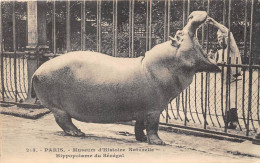 ANIMAUX - HIPPOPOTAME - PARIS, MUSEUM D'HISTOIRE NATURELLE - HIPPOPOTAME DU SENEGAL - Flusspferde