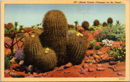 Cactus Barrel Cactus On The Desert Curteich - Cactus