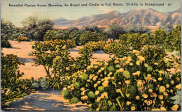Cactus Scene Showing The Nopal And Cholla In Full Bloom - Cactusses