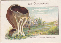 Chromo Non Publicitaire Champignons  Pezize En Coupe  Voir Les Scans - Autres & Non Classés