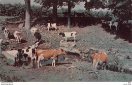 US POSTCARD COWS . A PASTORAL SCENE  - Koeien