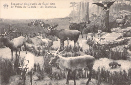 ANIMAUX - Exposition Universelle De Gand 1913 - Les Dioramas - Canada -  Carte Postale Ancienne - Autres & Non Classés