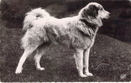 ANIMAUX - CHIEN De MONTAGNE -  Carte Postale Ancienne - Hunde