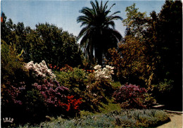 Isole Di Brissago (Lago Maggiore) - Parco Botanico Del Ct. Ticino - Azalea In Fiore (40) * 1. 6. 1990 - Brissago