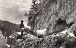 ANIMAUX - Petit Berger Et Ses Chèvres En Montagne - Leysin CHEVRIER - Carte Postale Ancienne - Sonstige & Ohne Zuordnung