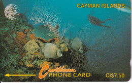 TARJETA DE CAYMAN ISLANDS DE VARIOS PECES (FISH-PEZ-POISSON) 5CCIA - Cayman Islands