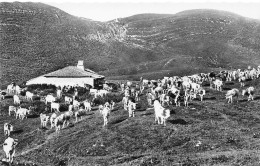 Jura * Un Chalet Dans Les Monts * Pâturages Troupeau Vaches - Sonstige & Ohne Zuordnung