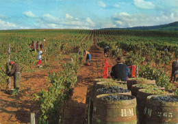 Arbois * Le Domaine De Montfort , Propriété Henri Maire * Vin Vignes Vignoble Vendangeurs - Arbois