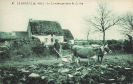 La Brière * Le Labourage Dans La Brière * Travail Aux Champs * Attelage De Boeufs - Saint-Joachim