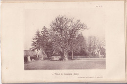 Campigny (Eure 27) Le Tilleul De Campigny (Eure) - Photographié Le 21 Mars 1894 à 25 Km De Pont-Audemer - Altri Disegni