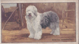 Dogs 1935  - Old English Sheepdog  - Gallaher Cigarette Card - Original - Sport - Gallaher