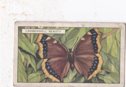 Butterflies 1935  - 17 Camberwell Beauty  - Gallaher Cigarette Card - Original - - Gallaher