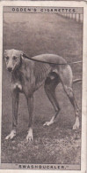 Grehound Racing 1928 - 18 Swashbuckler - Ogdens Cigarette Card - Phillips / BDV
