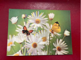 Papillons & Paquerettes * 3D * Carte à Système Ancienne * Papillon Butterfly Fleurs Flowers - Móviles (animadas)