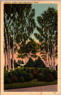 Massachusetts Springfield Birches In Forest Park - Springfield
