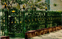 (2 Q 36) USA -  New Orleans - (Nouvelle Orléans) Cornstalk Fence (grille De Rue) - New Orleans