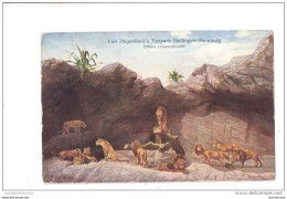 CPA Stellingen-Hamburg, Carl Hagenbeck's Tierpark, Offene Löwenschlucht, Löwen - Lions