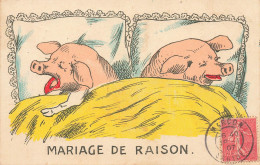 Mariage De Raison * Cochons Humanisés * CPA Illustrateur Genre Xavier Sager * Pig Cochon * 1907 - Varkens