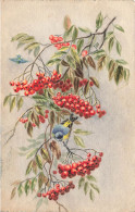 Fruits * CPA ORIGINAL ! Illustrateur Teg 1918 * Peinte à La Main * Groseilles Et Oiseau * Bird - Other & Unclassified