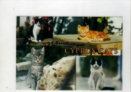 G*   Cyprus Cat - Chypre