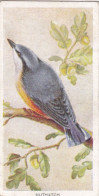 29 Nuthatch   -   Carreras Cigarette Card Birds Of The Countryside, 1939 - Player's