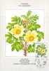 ISLANDE CARTE MAXIMUM NUM YVERT  565 FLEURS  ROSIER - Cartoline Maximum