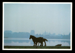 59 Nord Villeneuve D' Ascq Lac Du Heron Parc Nature ( Carte Postale Format 11cm X 13cm ) - Villeneuve D'Ascq