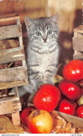 CPSM KATTEN KAT CAT CATS CHAT CHATS - Chats