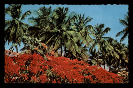 Barbados – Poinsettia In Bloom At Christmas Time - Barbades