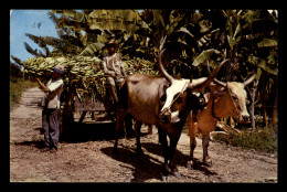 Santa Marta – Zona Bananera, Recoleccion De Bananos - Colombie