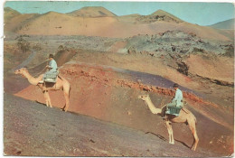 H3925 Islas Canarias - Lanzarote - Montana De Fuego - Dromadaire Dromedario Dromedar Dromedary Camel / Viaggiata 1962 - Lanzarote