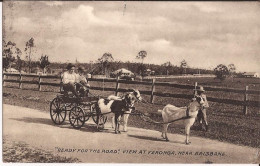 Australie - Ready For The Road, View At Veronga , Near Brisbane Goat Cart - Brisbane