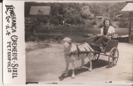 Bresil - Petropolis Carte-photo Goat Cart - Rio De Janeiro