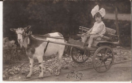 Brésil - Rio De Janeiro 1927 (photo)  Goat Cart - Rio De Janeiro