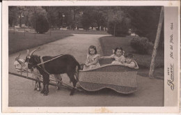 Argentine - Photo - Mar Del Plata 1944  Goat Cart - Argentine