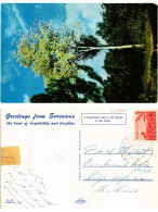 CPM SURINAME-Greetings From Suriname (329909) - Surinam