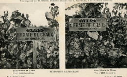 CPA Effets Du Nitrate De Chaux Sur Vignes - Publicité