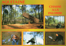 Aquitaine - Chasse à La Palombe (divers Aspects) - Chasse