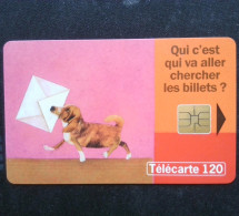 ► France :  Chien Teckel Dog Dachshund - Hunde