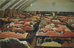 Netherlands Aalsmer Auction Hall Cut Flowers - Aalsmeer